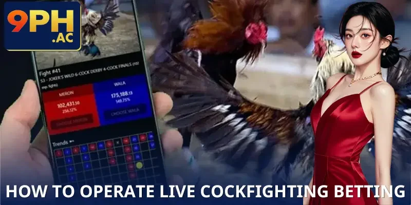 sabong-live-how-to-operate